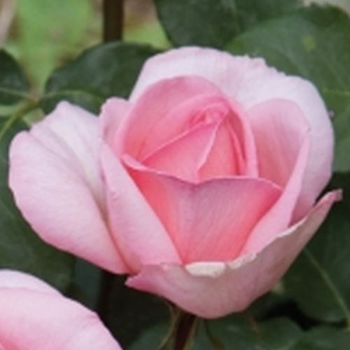 Rosa Sweet Parole® - roz - trandafir teahibrid